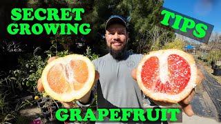 Grapefruit Secret Growing Tips | Taste Review White and Ruby Red