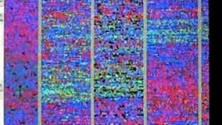 Zoom-Pan video of human and chimpanzee chromosome 1 to 9.