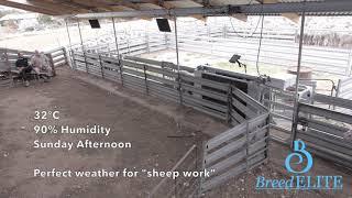 How Sheep Work Should Be | BreedELITE Sheep System