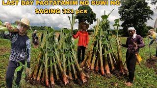 LAST DAY NA PAGTATANIM NG  SUWI NG SAGING NA SABA SA AREA #3