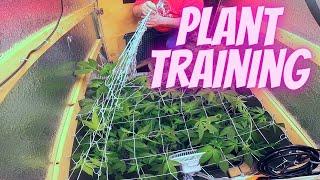 Beginner Grower Guide= Plant Training SCROG net