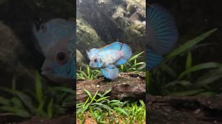 Strikingly beautiful blue freshwater fish #electricblue #electricblueacara #freshwatercichlid #fishy