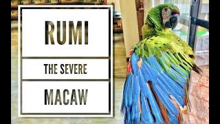 Rumi The Severe Macaw  or Chestnut fronted Macaw indoor flying