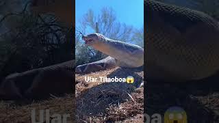 Titanoboa, zoo florida #snake #titanoboa