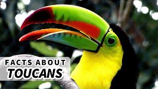 Toucan Facts: BIG BEAK? No Problem! | Animal Fact Files