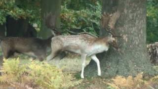 Fallow Deer Parallel Walk C