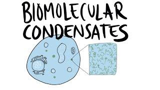 A quick intro to Biomolecular Condensates