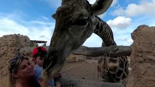 Bailie and Bobby Elche Zoo Alicante Gopro6