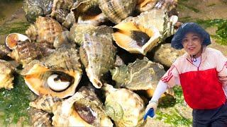 [ENG SUB] Xiao Zhang to sea  huge conchs & stranded groupers! Bucket of unhappy seafood!