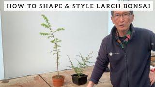 How to Shape & Style Larch Bonsai
