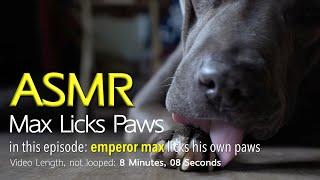 Max Licks Paws (Part 1)  | ASMR DOG LICKING