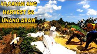 40 CAVAN ISANG ARAW ANG HARVEST