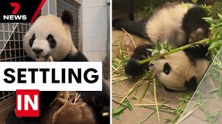 Giant pandas settle into new Australian home at Adelaide Zoo | 7NEWS