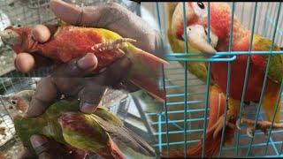 Hyper Red Pineapple Conure || Rajdip Aviary 