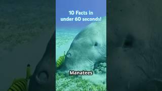 Manatee Fact Blitz! 10 Manatee facts in under one minute