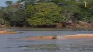 Jaguar Attacks Crocodile EXCLUSIVE VIDEO