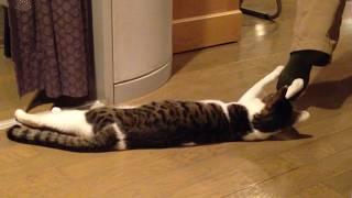 Funniest Cat Video Compilation 2024