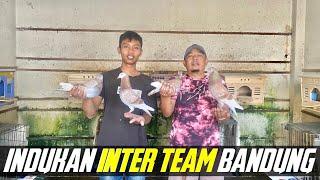 INDUKAN MERPATI BALAP INTER TEAM BANDUNG