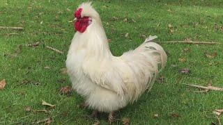 White silkie rooster crowing louds in the morning !