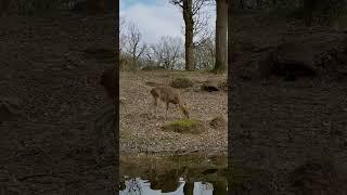 Bambi abis makan KABOORR 