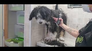 Difficult Doggie Groom-  Auzzie Doodle puppy's 1st groom, very excited, moved around a lot, fidgety