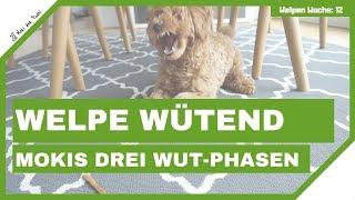 Zwergpudel Welpe wütend, sauer, jammert und bellt - Die drei Wut-Phasen von Moki