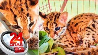 #KuyaKimAnoNa?: Visayan leopard cat o "Maral", endemic sa kagubatan ng Negros at Panay | 24 Oras