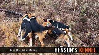 Keep That Rabbit Moving | Beagle Run