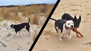 Rescue Pitbull Off Leash For The First Time