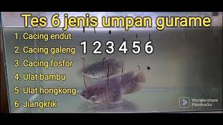 Cara ikan gurami makan 6 jenis umpan yg berbeda