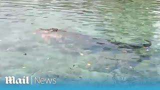 Horrifying moment crocodile surfaces with housewife in its jaws