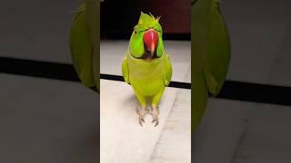 Funny monkey  parrot  laughing video #funny #monkey #parrot #trending #shorts