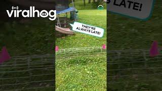 Chickens take The Tube Route to Trampoline || ViralHog