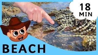 Learn at the Beach with Jonas | Educational Nature Video for Kids