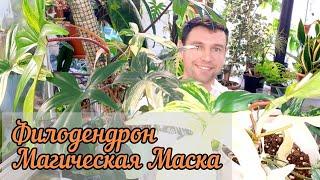 ФИЛОДЕНРОН МАГИЧЕСКАЯ МАСКА/ philodendron magic mask/ РАЗМНОЖЕНИЕ / СОДЕРЖАНИЕ