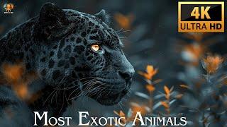 MOST EXOTIC ANIMALS 4K ULTRA HD