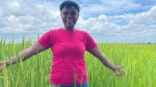 Africa Farms: Journey to cover commercial rice and maize cultivation in Northern Region of Ghana