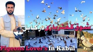 شوق کفتر در کابل|چهار چيز را شوق نیاز دارد|آماده گی های قبل از کوریز | Pigeons Lover's in Kabul City