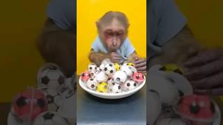 Monkey Reviews Football Candy and Panda#shorts, #monkey