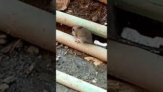 Rat eating food