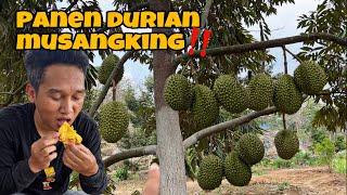 PANEN DURIAN MUSANGKING JOGJA LANGSUNG SANTAP ‼️