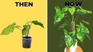 How To Take Care Of Your Syngonium Plants - Climbing To Perfection | The Leca Queen