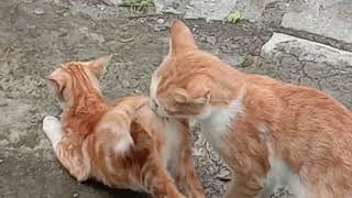 Kucing Kawin, Mating Cat #cats matingcats #catslover #pecintakucing #kucing