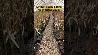 MrMaple Early Spring Open House 2023! Thousands of Japanese Maples & Much More!