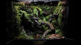 A Small Puddle In A Humid Jungle Dart Frog Paludarium | 축축한 정글 속 작은 웅덩이 다트프록 팔루다리움 | Indoor Garden