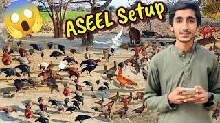 Biggest Aseel Farm In Pakistan 