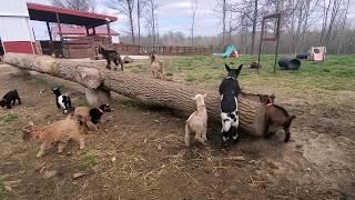 Jumping Nigerian dwarf goats are super fun and adorable!