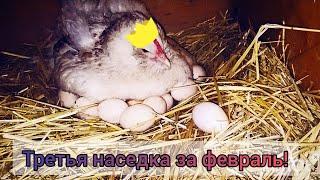 Что делать если курица села на яйца зимой?