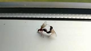 Ants mating high def