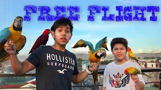 HOW TO TRAIN YOUR BIRDS FOR FREE FLIGHT!!! (BNG Macaw, Eclectus, and Sun Conure parrots) PHILIPPINES